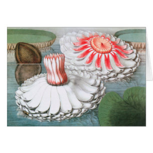 Cartão Flores de Waterlily Vintage em Pond do Jardim