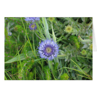 Cartão Flores desconhecidas, Cliff of Moher, Irlanda