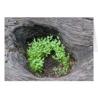 Cartão Flores desconhecidas em sequoias caídas