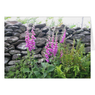 Cartão Flores desconhecidas, Península de Dingle, Irlanda