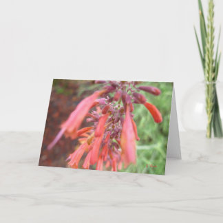 Cartão - flores do Agastache