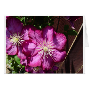 Cartão Flores do Clematis