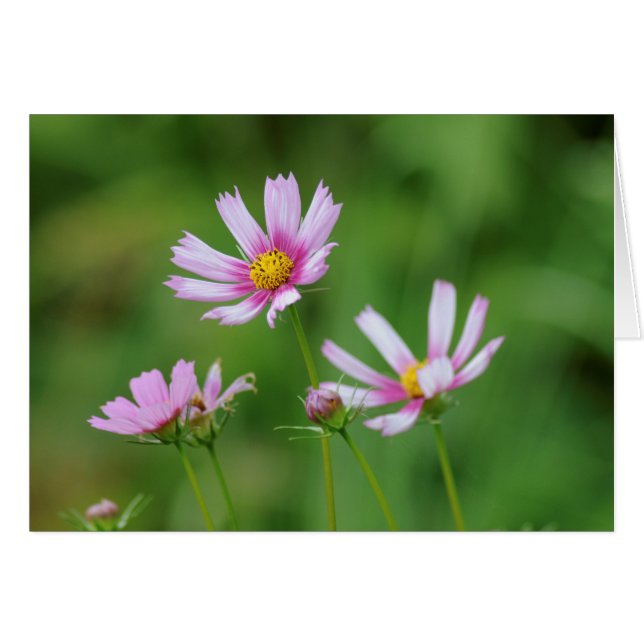 Cartão Flores do cosmos (Frente horizontal)
