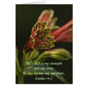 Cartão Flores do Freesia