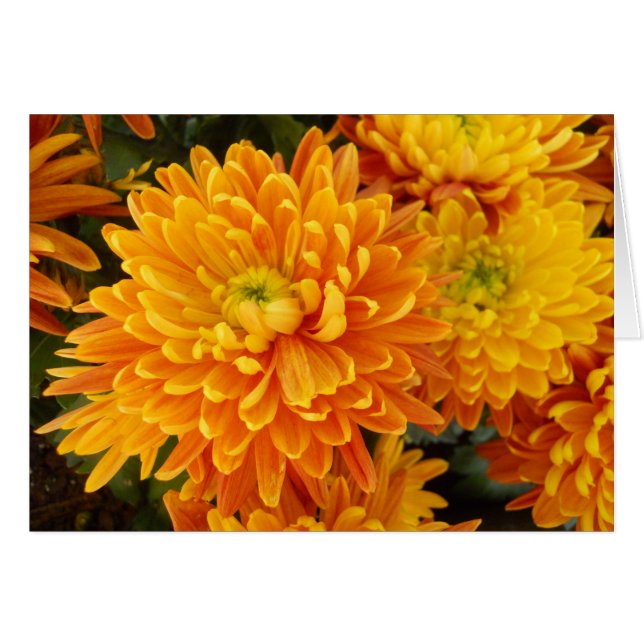 Cartão Flores do jardim de Longwood (Frente Horizontal)