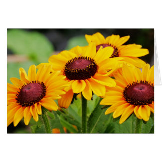 Cartão Flores do Rudbeckia