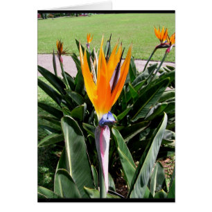 Cartão Flores em Portugal