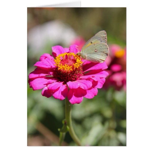 Cartão Flores en mi hierbas " flores em minhas ervas dani (Frente)