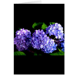 Cartão Flores florais roxas profundas Elegante hydrangea