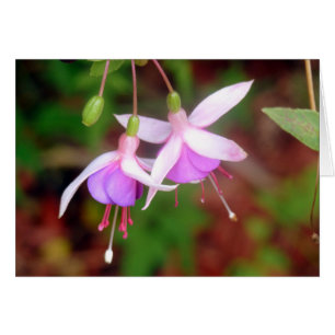 Cartão Flores Fuschia