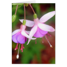 Flores Fuschia