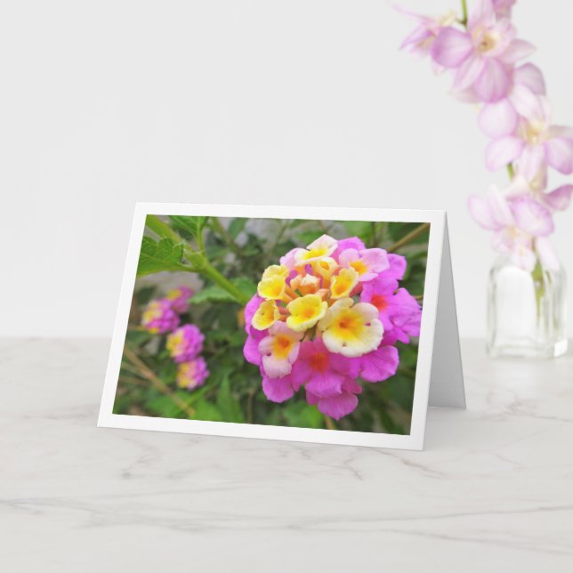 Cartão Flores Lantana, rosa e amarelas (Orquídea)