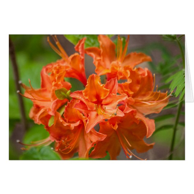 Cartão Flores Laranja Azalea Fotografia Floral (Frente Horizontal)
