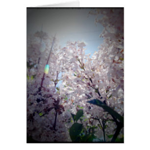 Cartão Flores Lilac