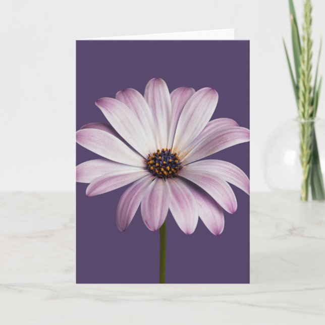 Cartão Flores | Margarida Branca e Roxa (Frente)