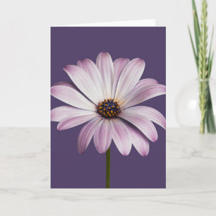 Cartão Flores   Margarida Branca e Roxa