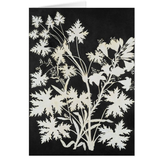 Cartão Flores na silhueta (Frente)