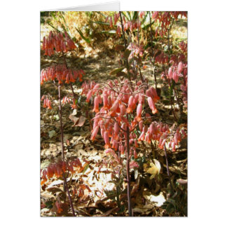 Cartão Flores no Parque Tangamanga