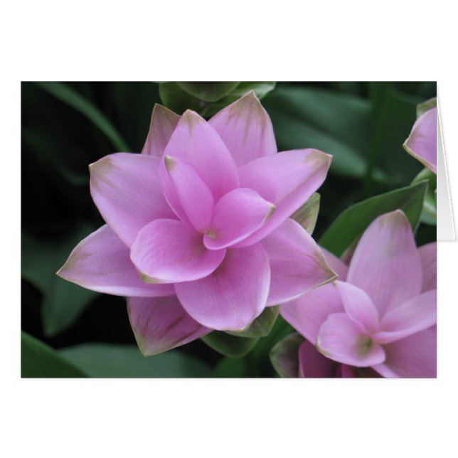 Cartão Flores nos Jardins Longwood (Frente Horizontal)