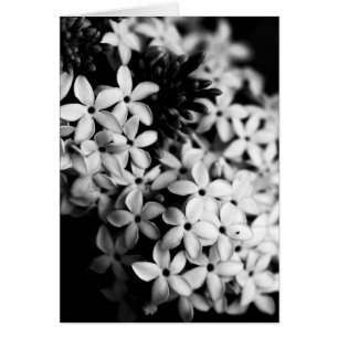 Cartão flores preto e branco
