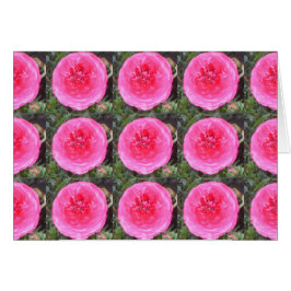 Cartão Flores Ranunculus Rosa Quente