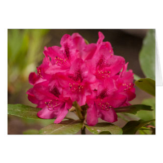Cartão Flores Rosa Quente, Rhododendron Personalizado Flo