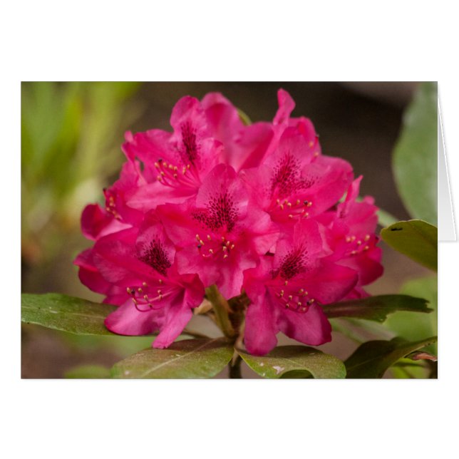 Cartão Flores Rosa Quente, Rhododendron Personalizado Flo (Frente Horizontal)