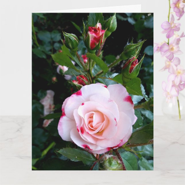 Cartão Flores rosas, Rosas Brancas Vermelhas Rosa (Orquídea)