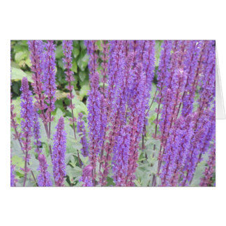Cartão Flores roxas, Bruges, Bélgica