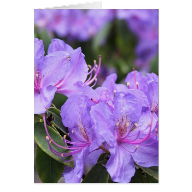 Cartão flores roxas de azálea, 杜 鹃 花 (Frente)