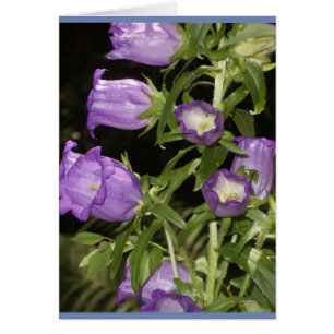 Cartão Flores roxas de Giverny