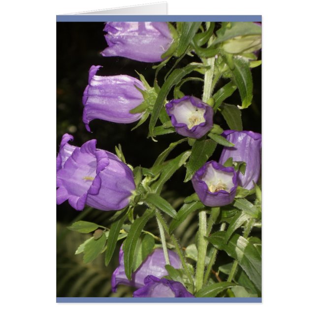 Cartão Flores roxas de Giverny (Frente)
