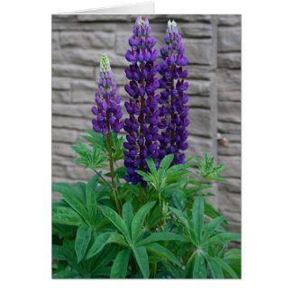 Cartão Flores roxas do Lupine