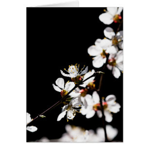 Cartão Flores Sakura