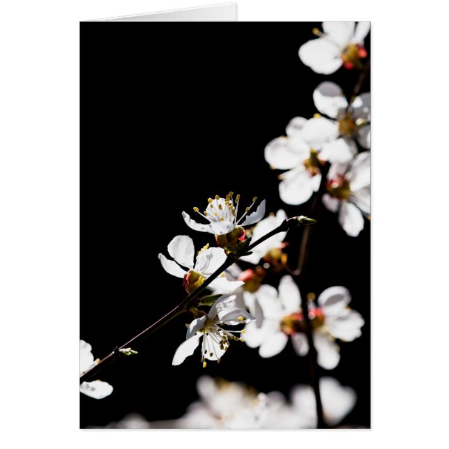 Cartão Flores Sakura (Frente)