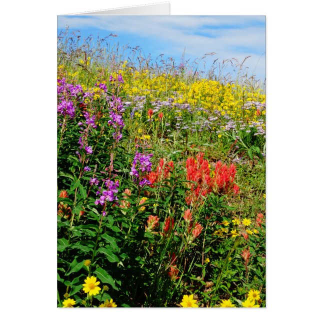 Cartão Flores selvagens das Montanhas Rochosas (Frente)