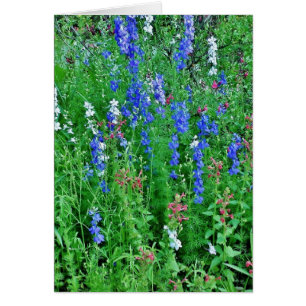 Cartão Flores Selvagens do Texas