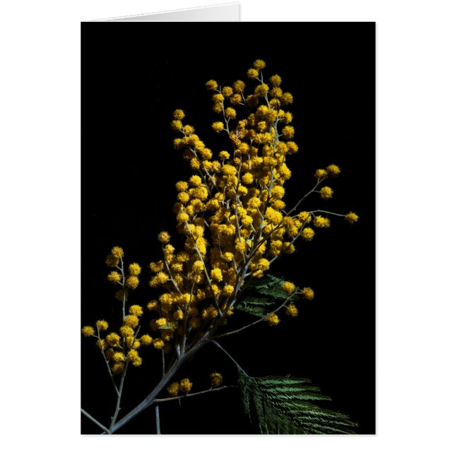 Cartão Flores Silver Wattle (Frente)