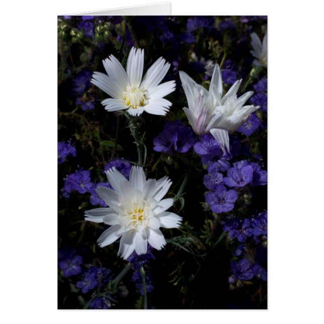 Cartão Flores Silvestres Chicory e Phacelia (Frente)