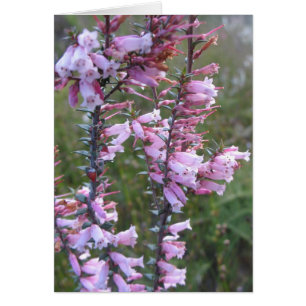 Cartão Flores silvestres cor-de-rosa