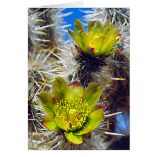 Cartão Flores Silvestres de Cacto Cholla Prateado
