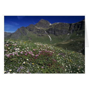 Cartão Flores silvestres, florescendo, Alpes, Suíça