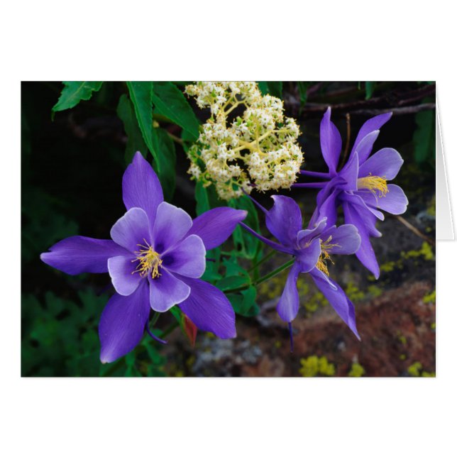 Cartão Flores Silvestres Mutantes Columbine (Frente Horizontal)