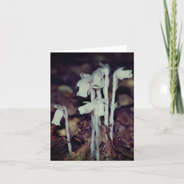 Cartão Flores Silvestres Rosa Indian Pipe Nota da Naturez (Frente)