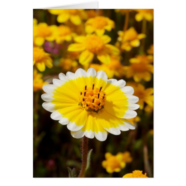 Cartão Flores Silvestres Tidy Tip (Frente)