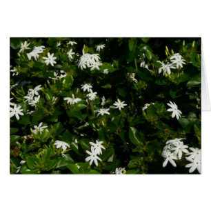 Cartão Flores Tropicais De Jasmine