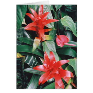Cartão Flores Tropicais Red Spikey