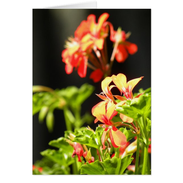 Cartão Flores Ucranianas (Frente)