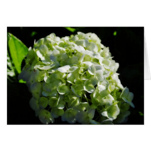 Cartão Flores verdes dos Hydrangeas