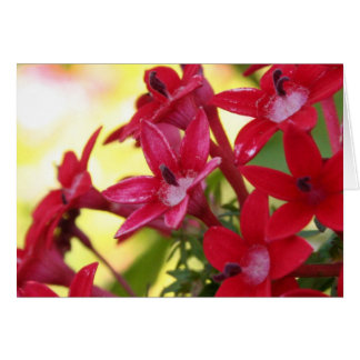 Cartão Flores Vermelhas